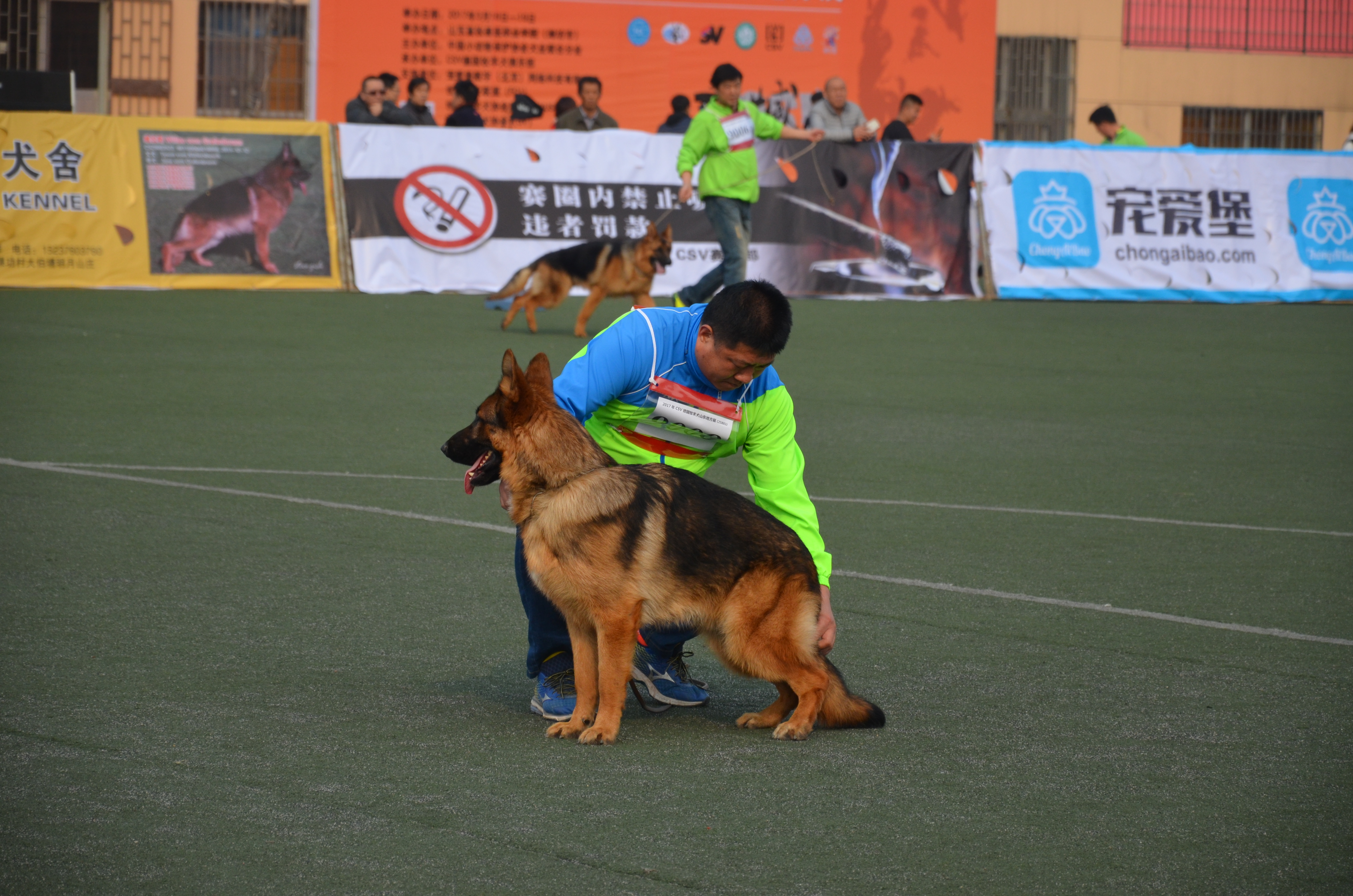 csv德国牧羊犬山东地方展比赛在我院举办